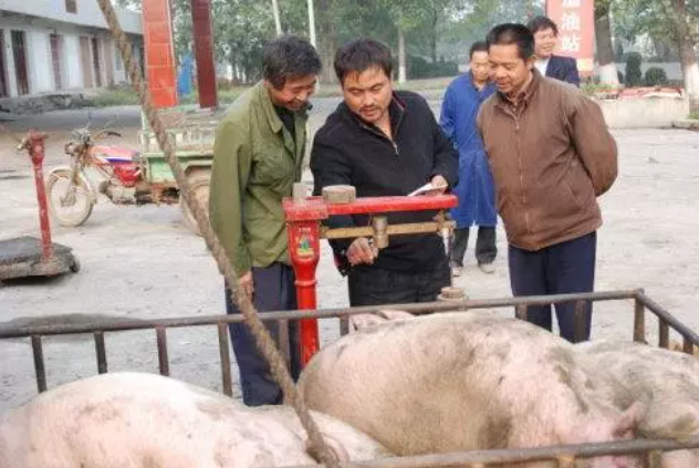 大蓄農(nóng)：收豬人無(wú)意泄露5條收豬潛規(guī)則，原來(lái)豬農(nóng)都是這樣被坑慘的